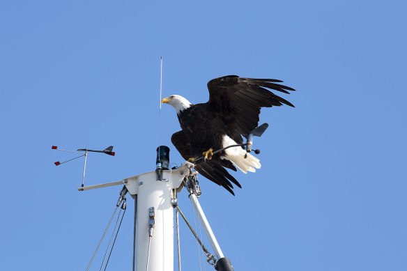eagle on mast 03